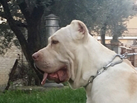 cane corso bianco